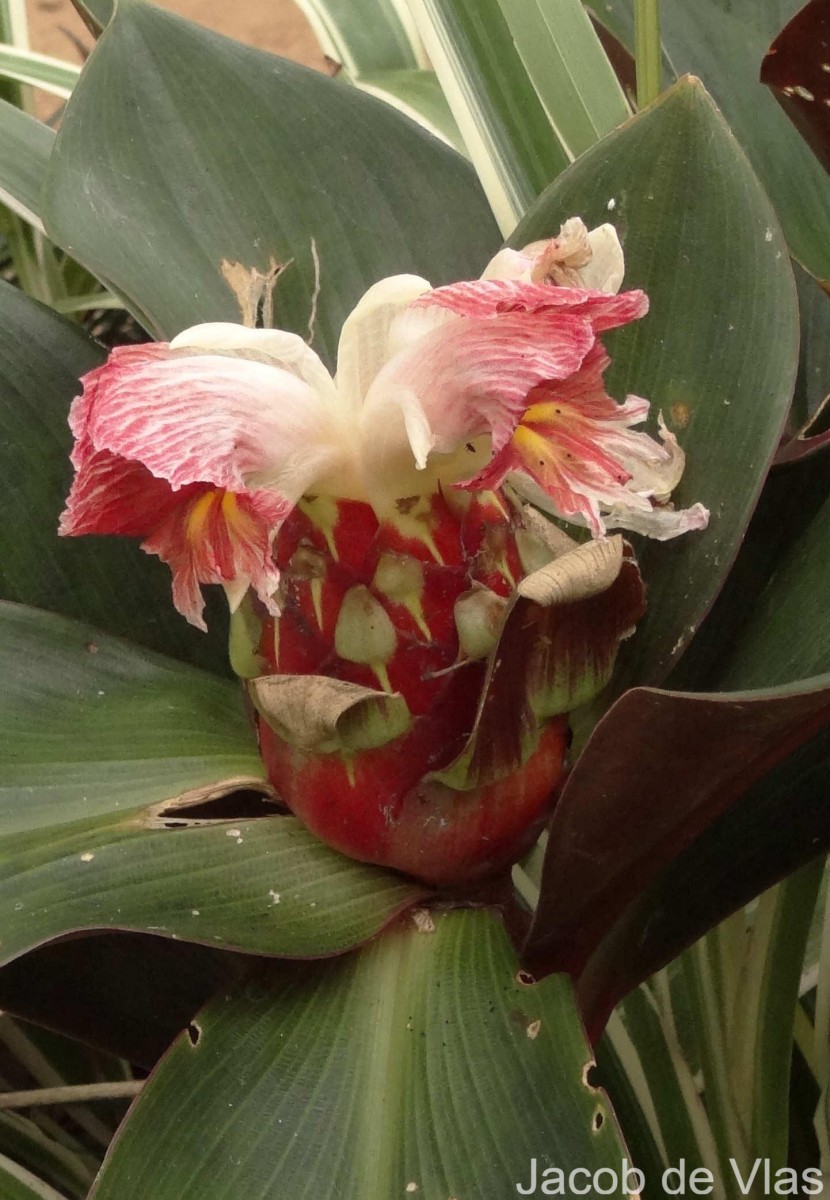 Costus erythrophyllus Loes.